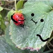 ナベこママ