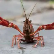 ザリガニの画像