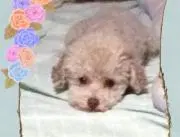 類恋心