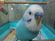 ノンたんの画像