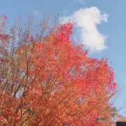 runの画像