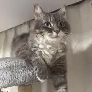 しーまるの画像