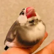 ふぃんちの画像