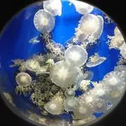 ふー
