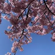 No271たま様専用三角お屋根のFLOWERS MARKET FRESH 棚5段 - メルカリ