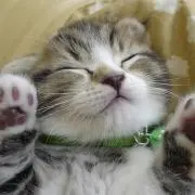 あんちゃんの画像