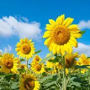 ꕤひまわりꕤの画像