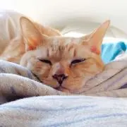 きんぴら