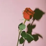 yy18_mの画像