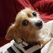 えこたん