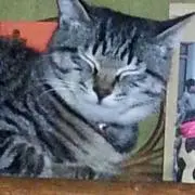 きなこ
