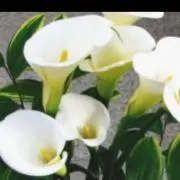 vanilla skyの画像