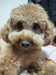 うし夫…ベル…きな子の画像