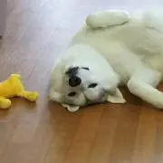 ケロヨンサン