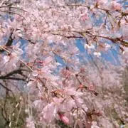 さくらの画像