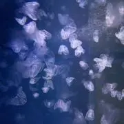 りんりぃの画像