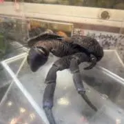 ヤンバルー