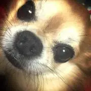 ブルーノ※プロフ必読※