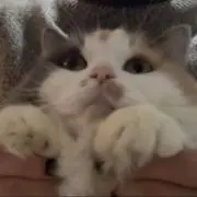 うめこの画像