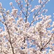**ちー坊**の画像
