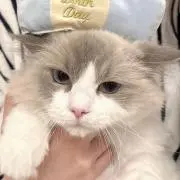 みりん猫【匿名配送】の画像