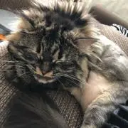 こう