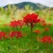 いっしー　プロフ必読の画像