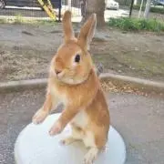 ななこ