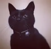 くろの画像