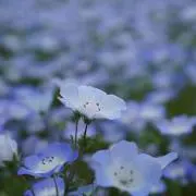 杏子酢