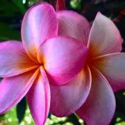 aloha