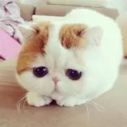ポッピ