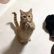 にゃじらの画像