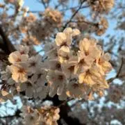 カモミールの画像