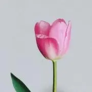 hananoneの画像