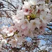 彩❀