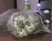 よねよね