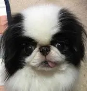 ハルルルの画像