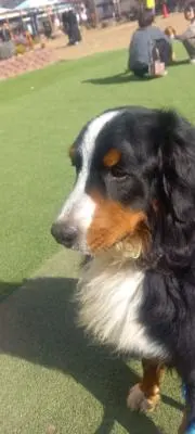 犬っころの画像
