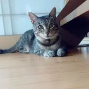 よこ