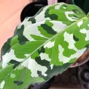 T-PLANTSの画像