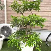 さくの画像