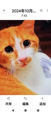 れいちやんの画像