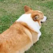 コーギー犬