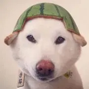 トトロの画像