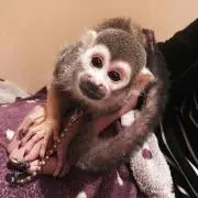 つーたん