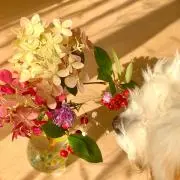 ちゅらぶーの画像