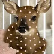 ウユ