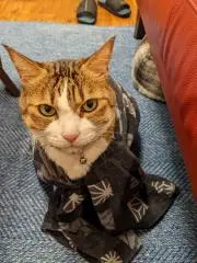 ライトの画像