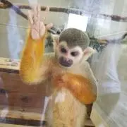 キコの画像